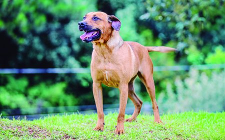 Prefeitura promove adoção responsável de pets com atendimento vitalício