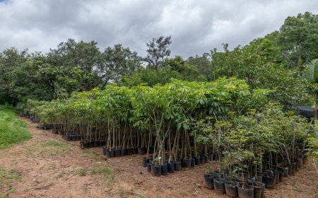 Jundiaí amplia arborização urbana e realiza plantio de mais de 2 mil árvores em 2025