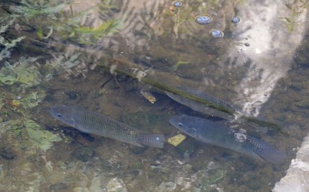 Prefeitura alerta para riscos no consumo de peixes capturados em córregos urbanos