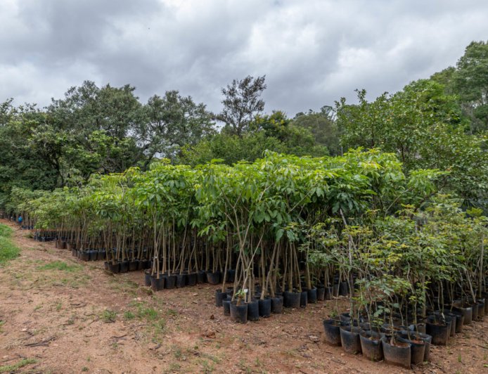 Jundiaí amplia arborização urbana e realiza plantio de mais de 2 mil árvores em 2025