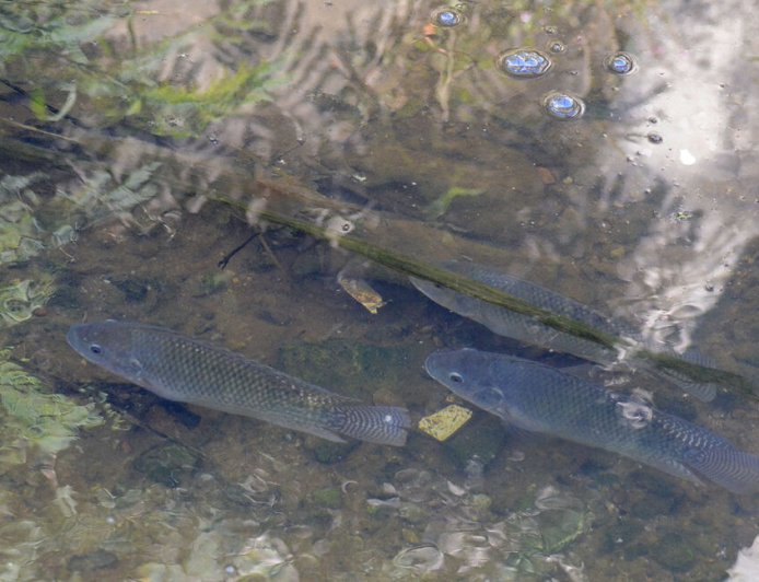 Prefeitura alerta para riscos no consumo de peixes capturados em córregos urbanos