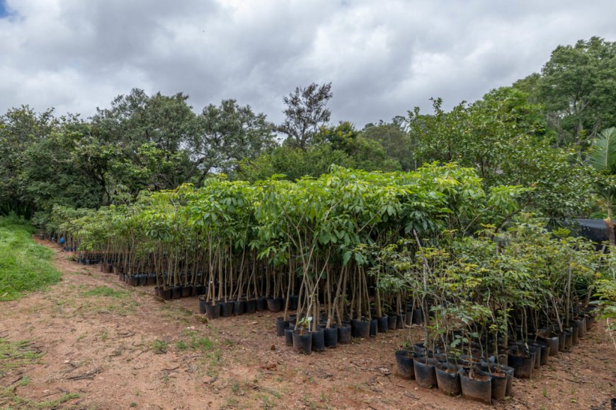 Jundiaí amplia arborização urbana e realiza plantio de mais de 2 mil árvores em 2025