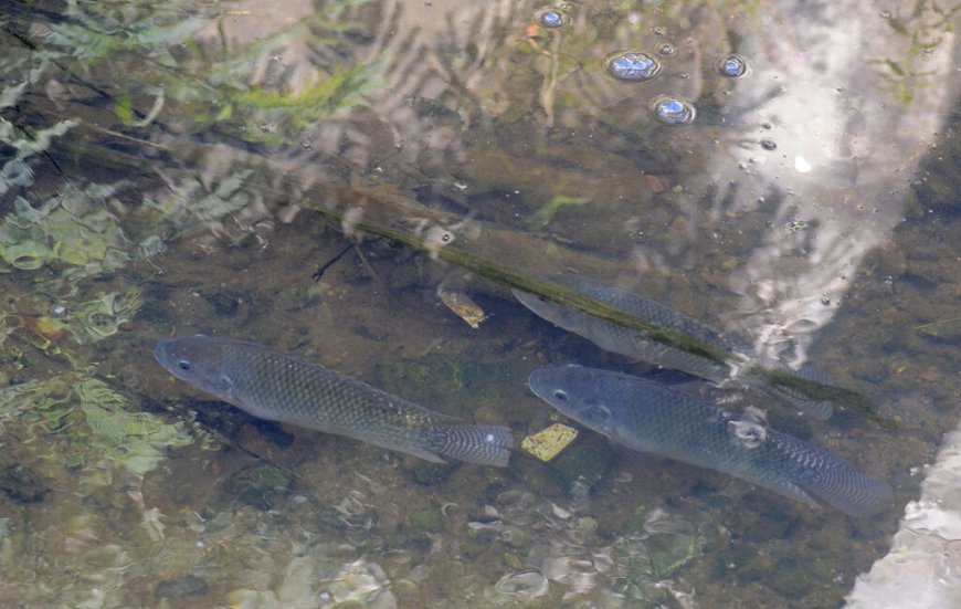 Prefeitura alerta para riscos no consumo de peixes capturados em córregos urbanos
