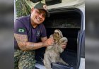 Guarda Civil Municipal resgata bicho-preguiça em chácara no Mato Dentro