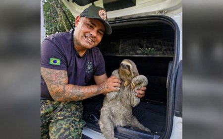 Guarda Civil Municipal resgata bicho-preguiça em chácara no Mato Dentro