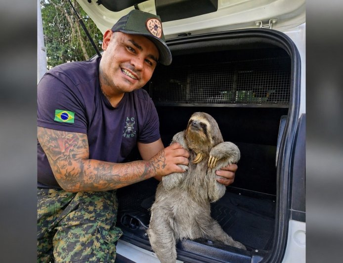 Guarda Civil Municipal resgata bicho-preguiça em chácara no Mato Dentro