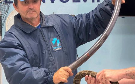 Equipe da Divisão de Zoonoses de Caieiras participa de treinamento para manejo e captura de animais silvestres