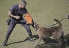 GCM de Franco da Rocha promove 1º curso para atuação com cães na segurança pública