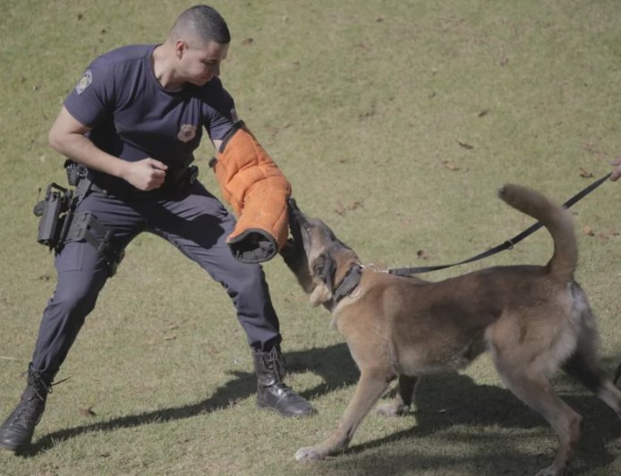GCM de Franco da Rocha promove 1º curso para atuação com cães na segurança pública