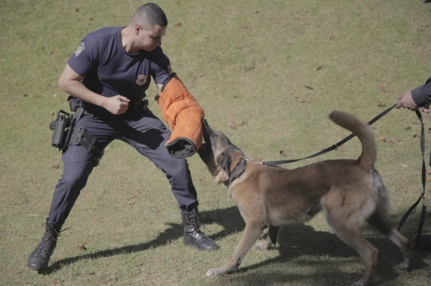 GCM de Franco da Rocha promove 1º curso para atuação com cães na segurança pública