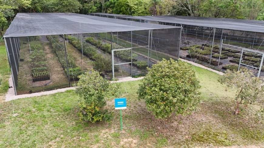 No Dia da Árvore, DAE destaca ações de restauração ambiental e proteção dos mananciais